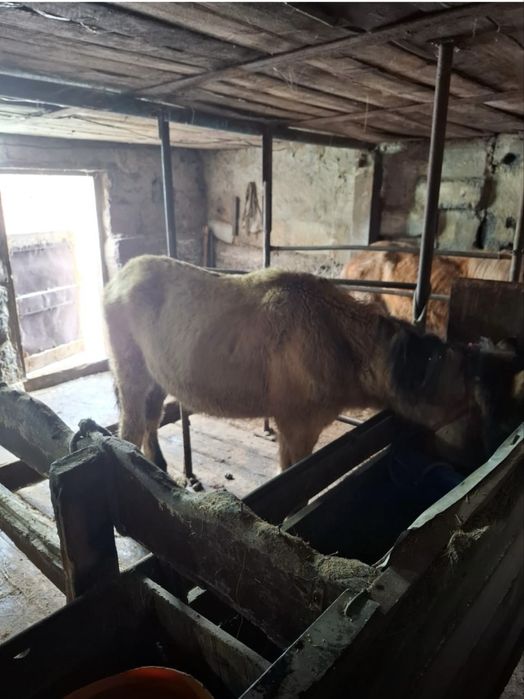 Жылқы сатамын тайлар, үш жасар дөнен