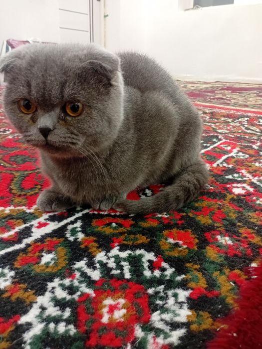 Scottish fold garantiya beriladi