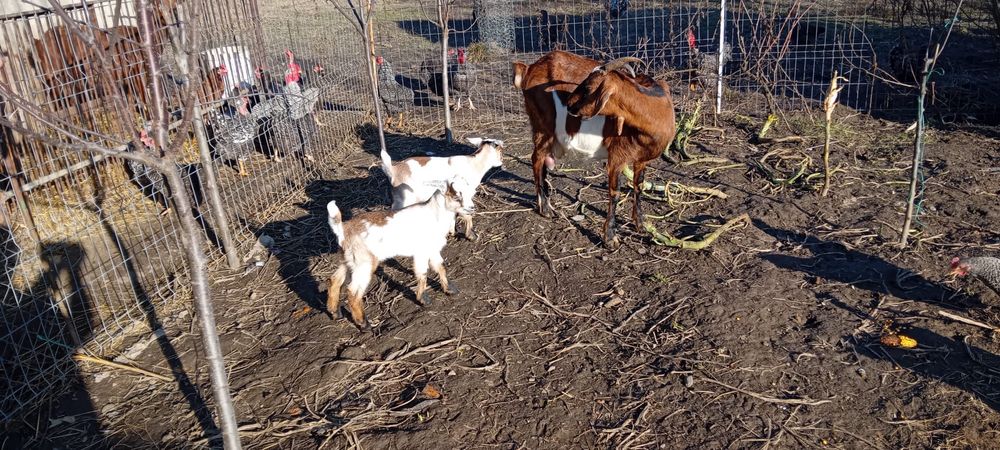 Vand capra cu doi iezi