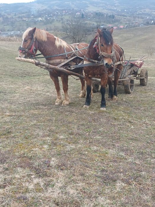 Vând iapă de 7 ani