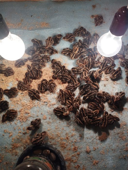 Bedana urugʻlangan tuxumi bor