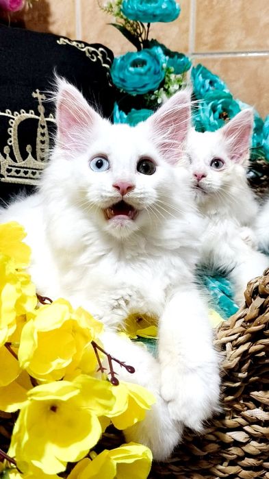 Exclusive ! БЕЛОСНЕЖНЫЕ Солид - Мейн куны .