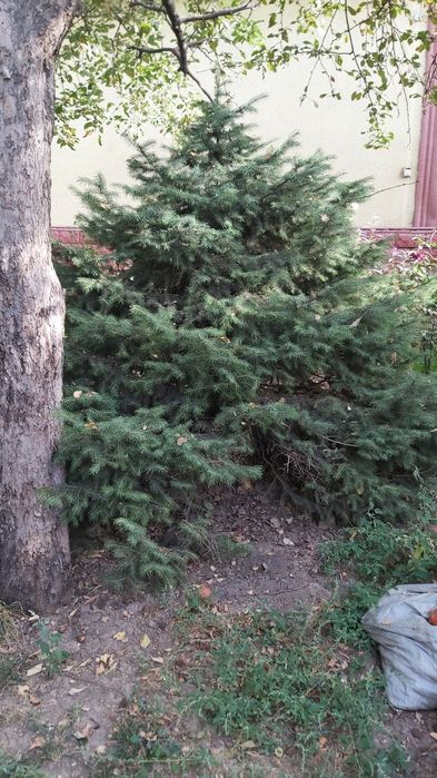 Продам ели. 5 штук