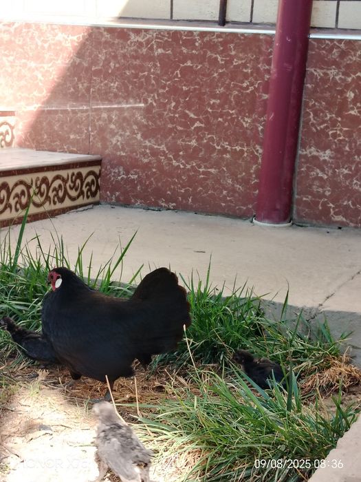 Oq zirak bir juft Xo'roz va tovuqg'i bilan sotiladi