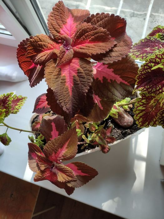 Колеус цветок оригинальный