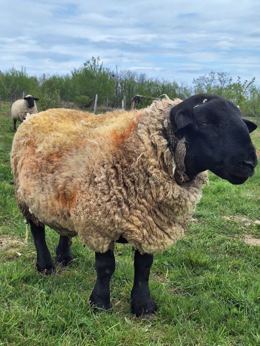 Vând un berbec și două oi Suffolk