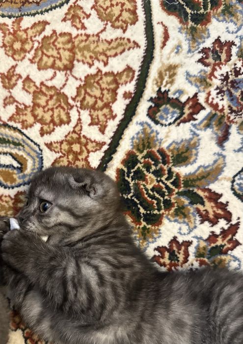 Девочка чисто пародии шиншиллы умная ласковая