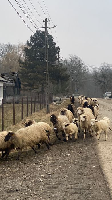 Vând oi și capre Suceava