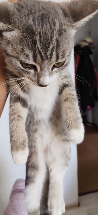 Отдам котенка в добрые руки