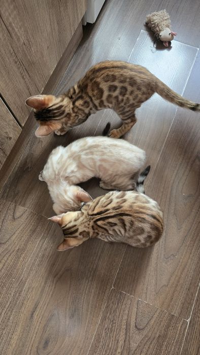 Чистокровный бенгаль