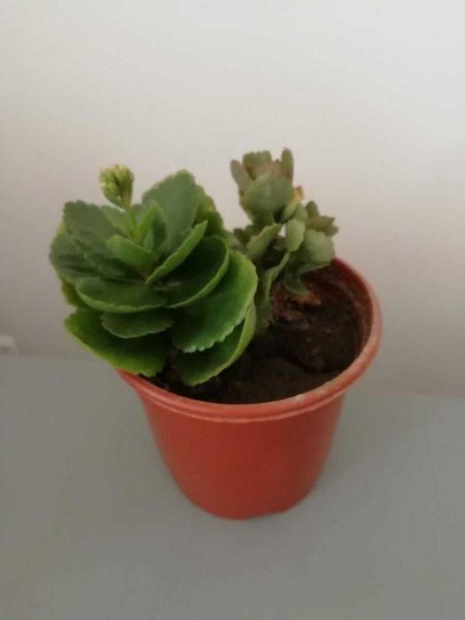 Эурфобия,  каланхое цветущий, юкка, кампсис, смородина