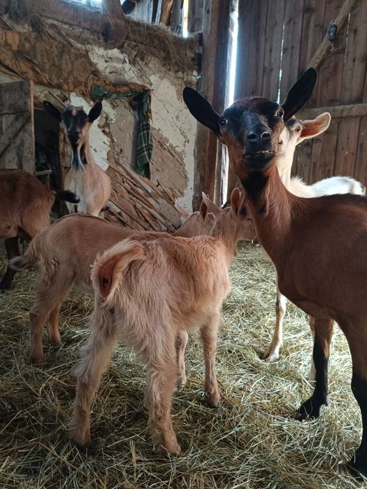 Iezi, ( capre) anglo nubian / alpina franceza