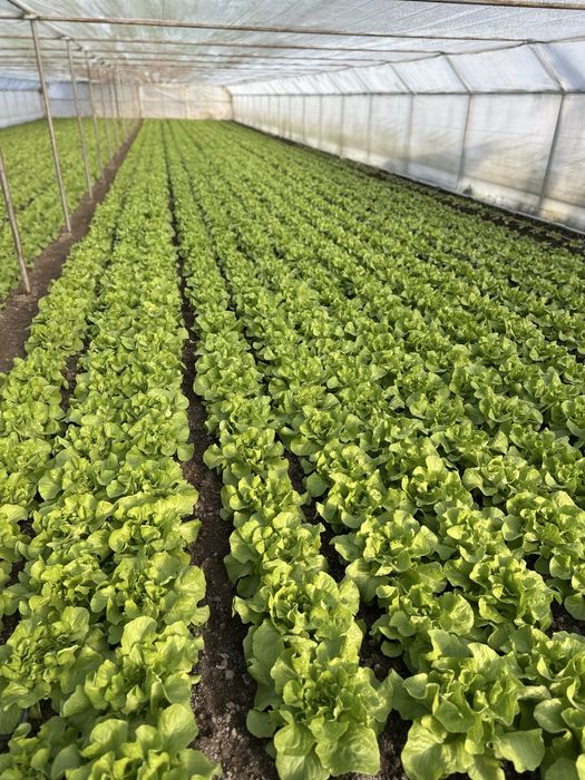 Salata verde de vanzare