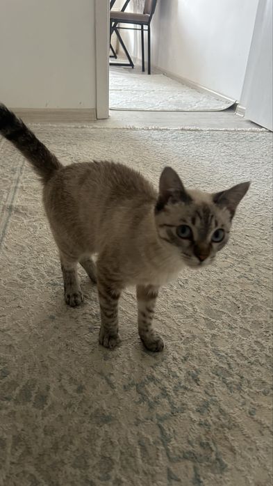 Отдам хорошие руки