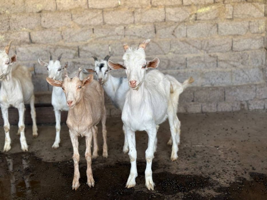 Zotdor echkilar 3 litrgacham sut beradi 3 tadan bolalidi