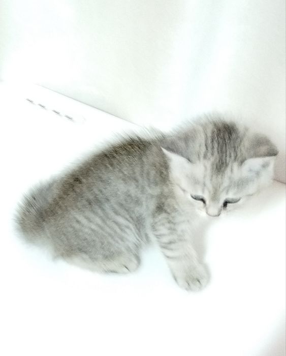 Продаются котята