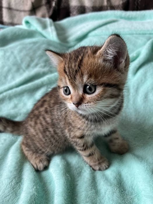 British shorthair mascul disponibil