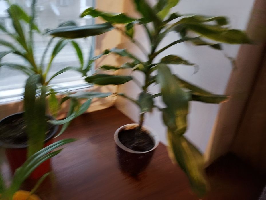 Драцена Юкка Пандалус