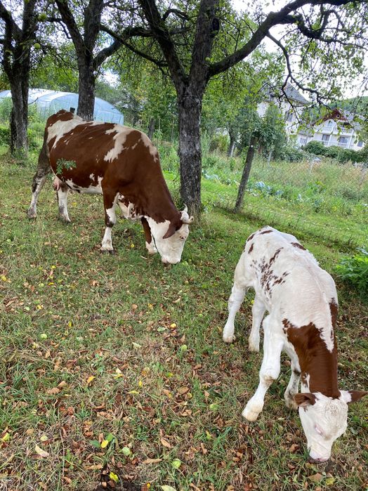 Vacă bălțata de vânzare cu vițel