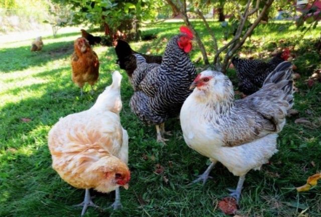 Продам Куриц домашний (несушки и на мясо)