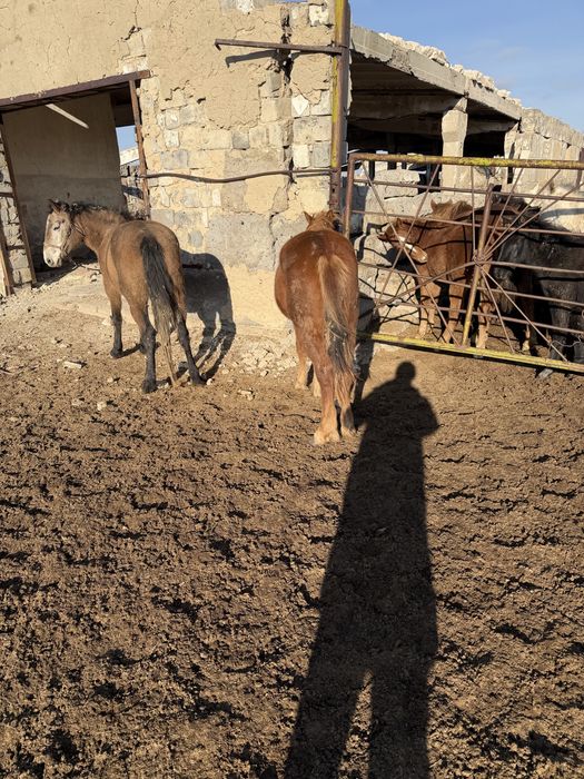 Продам лошадь тай 1,5 года