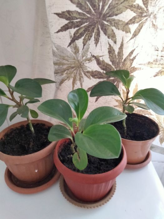 Пеперомия комнатный цветок