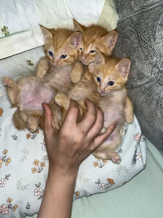 Отдам котяток в доьрые руки