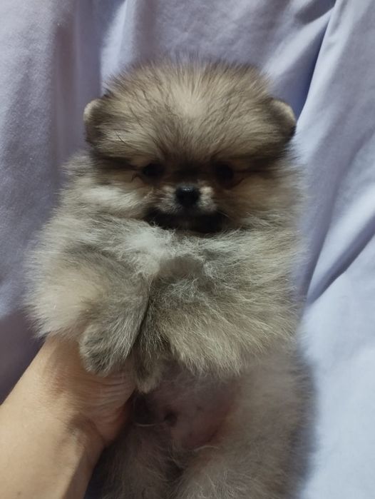 Щенки шпица мини