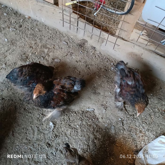 Петушки 3,4,12 месяцев