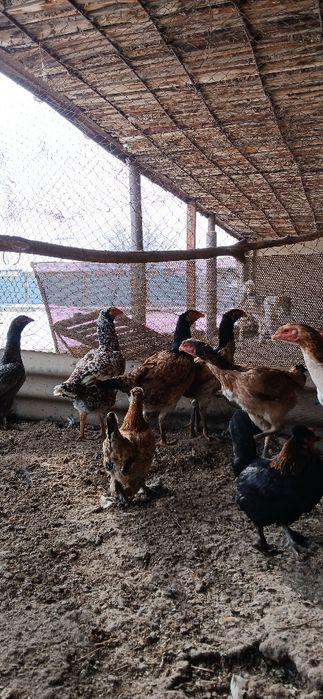 Дакан мекендер сатылады