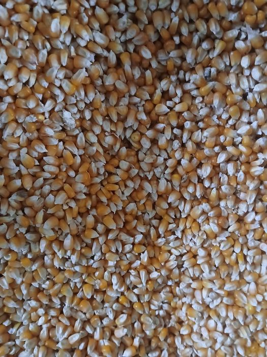 Vând porumb boabe 2025