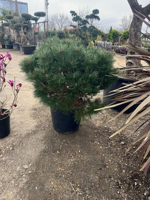 Maslin bonsai și plante ornamentale
