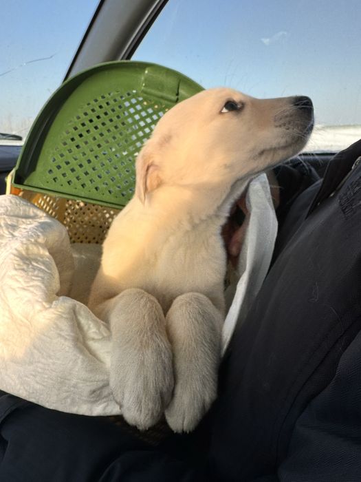 Щенок девочка ищет дом