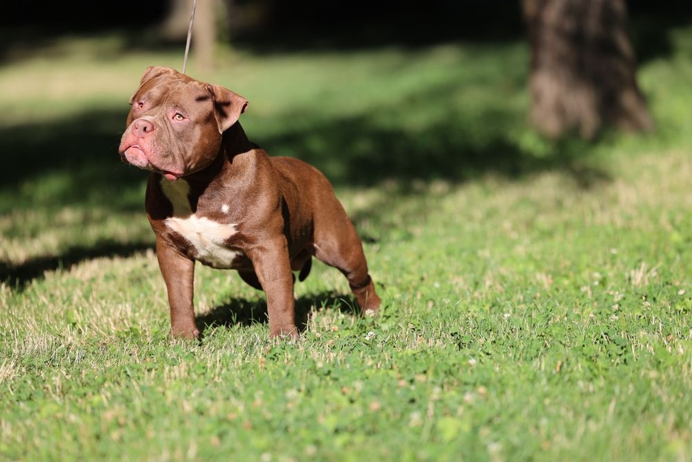 Mascul American Bully