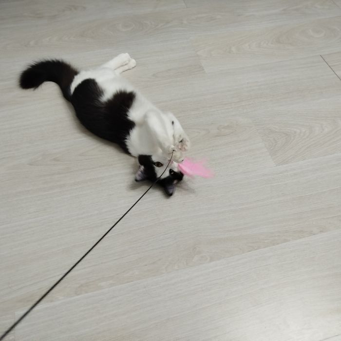 Котенок подросток