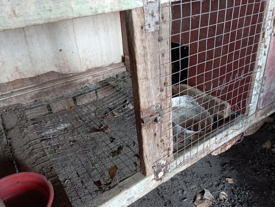 Quyon uchun baqquvat kletkalar bor uy sharoitida yasalgan.