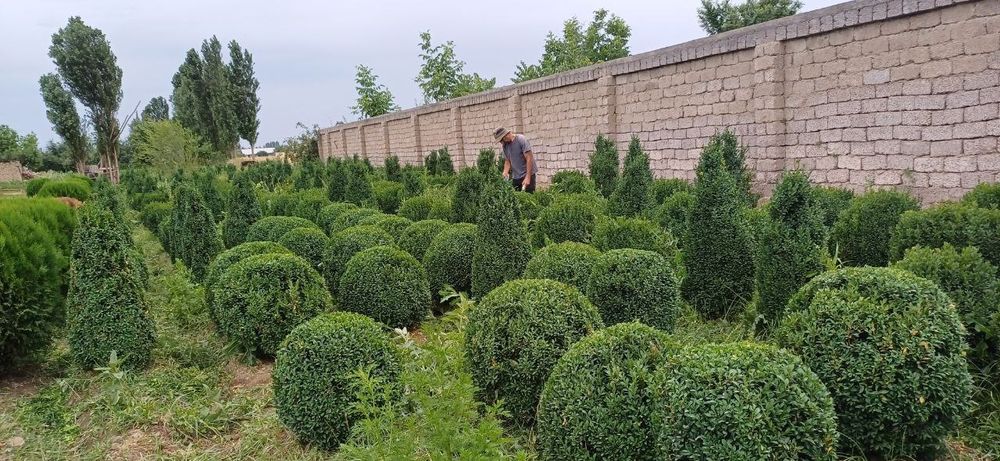 Harxil turdagi archalar va daraxtlar bor