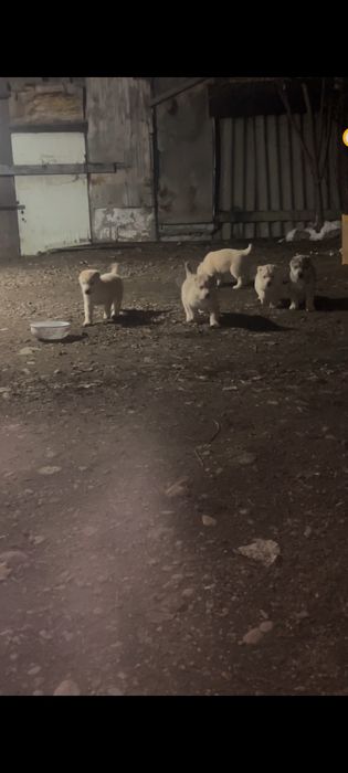 Тобет САО шенки продается