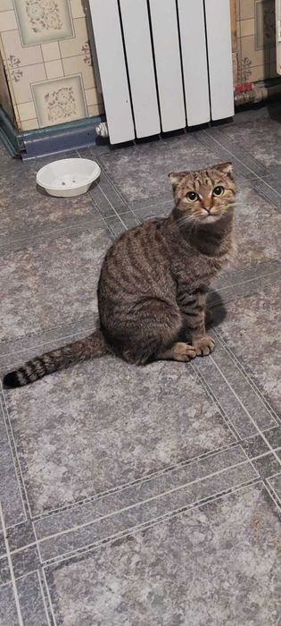 Отдам кошечку в добрые руки