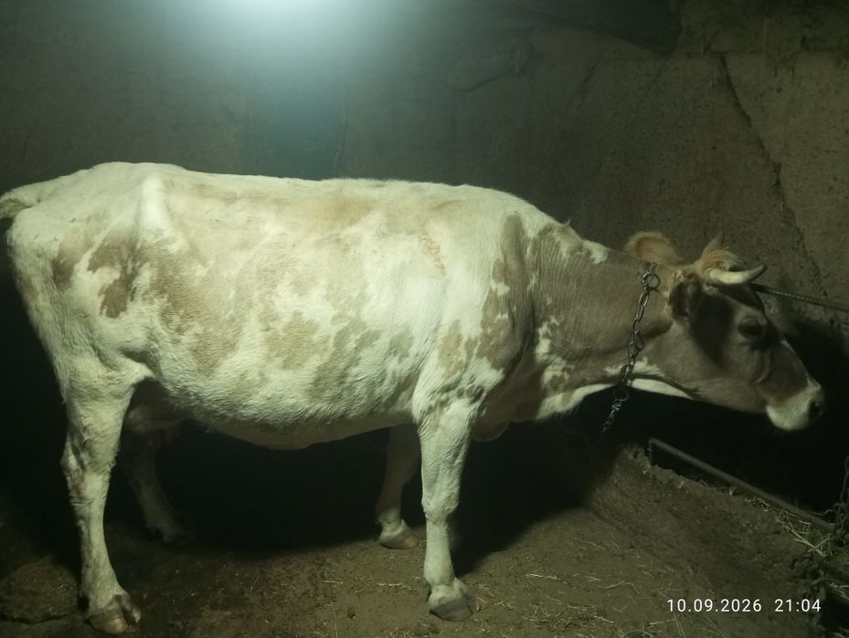 Продам корову цена 550000