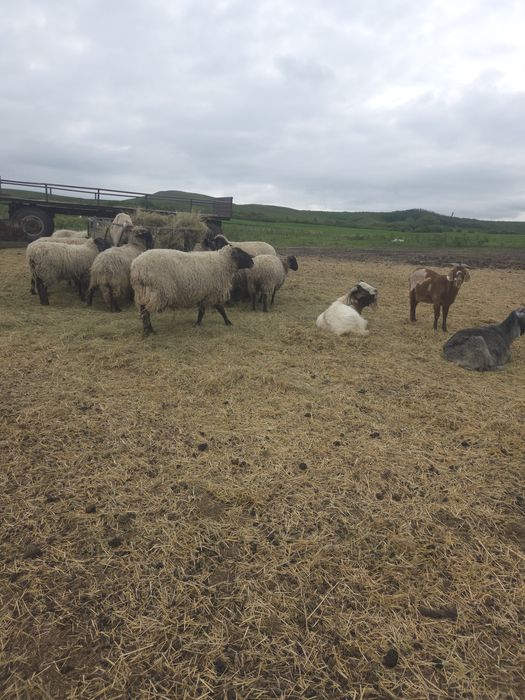 Vand oi suffolk,texel si metis