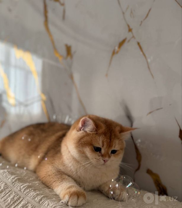 Приглашает на вязку