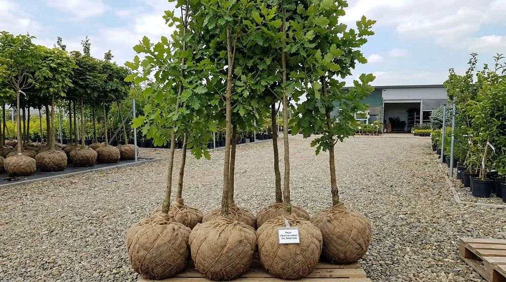 Tei, mesteacăn, platan, stejar și carpen – arbori 2–4,5 m | NordGarden