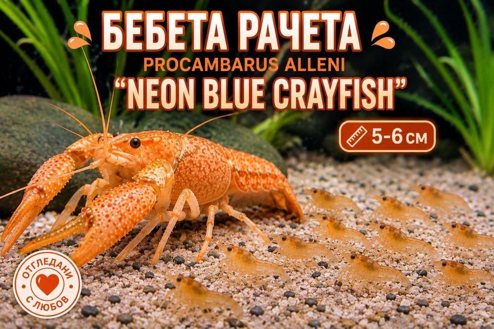 Бебета рачета Procambarus Alleni