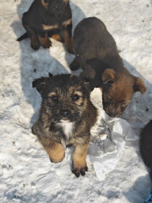 Брошенные щенята ищут родителей