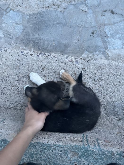 Продается  щенок