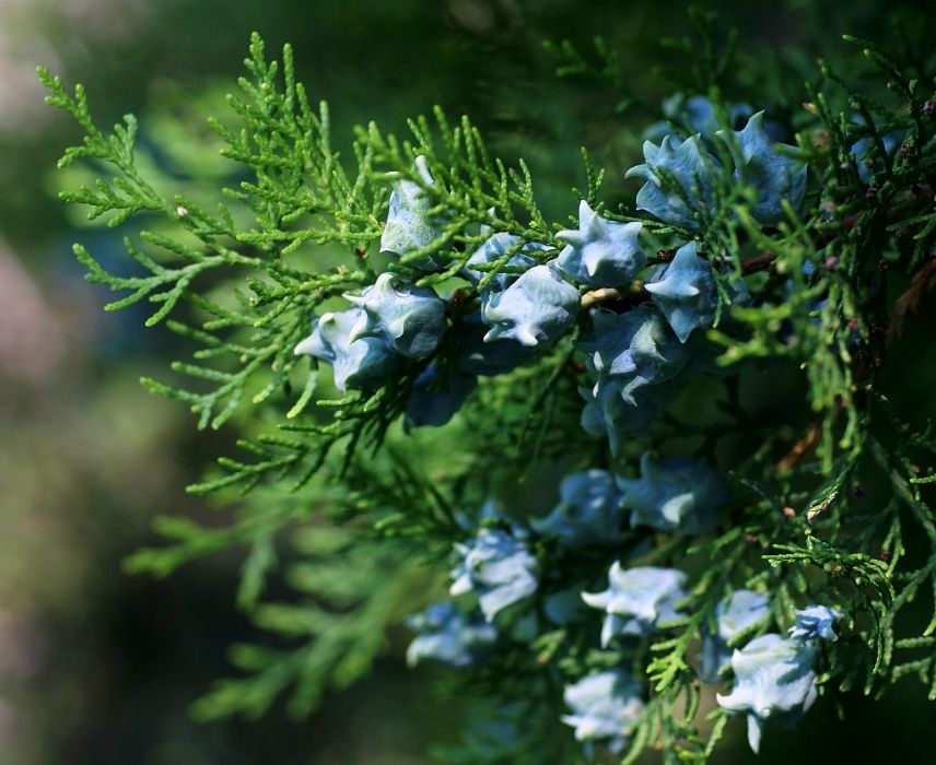Семена и фиданки. Секвоя Бор Смърч Кедър Ела Тис Кипарис Туя Араукария