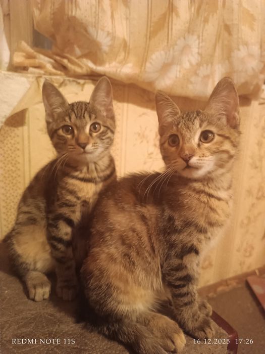 Отдаю котят в добрые и ответственные руки