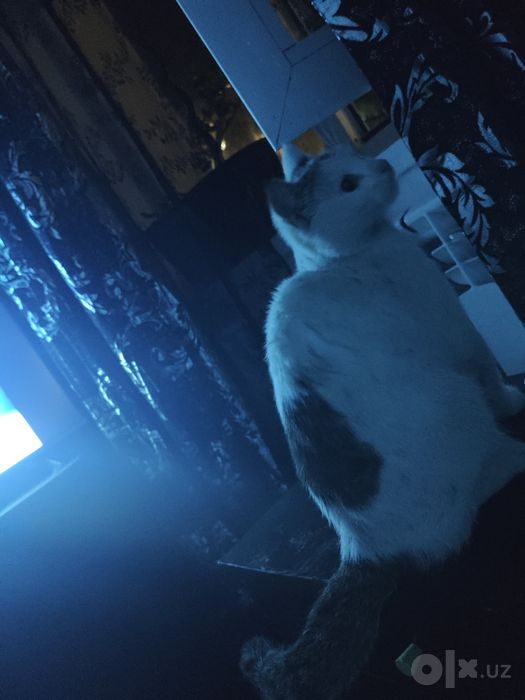 Отдадим в хорошие руки кота!
