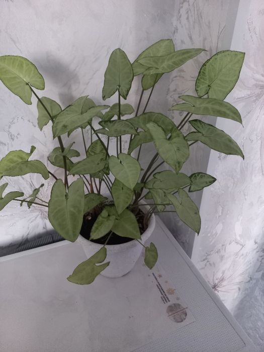 Продам  комнатное  растение - сигнониум